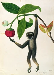 Ein agiler Gibbon oder Schwarzhandgibbon, aus Zeichnungen von Tieren, Insekten und Reptilien aus Malakka, ca. 1805-18